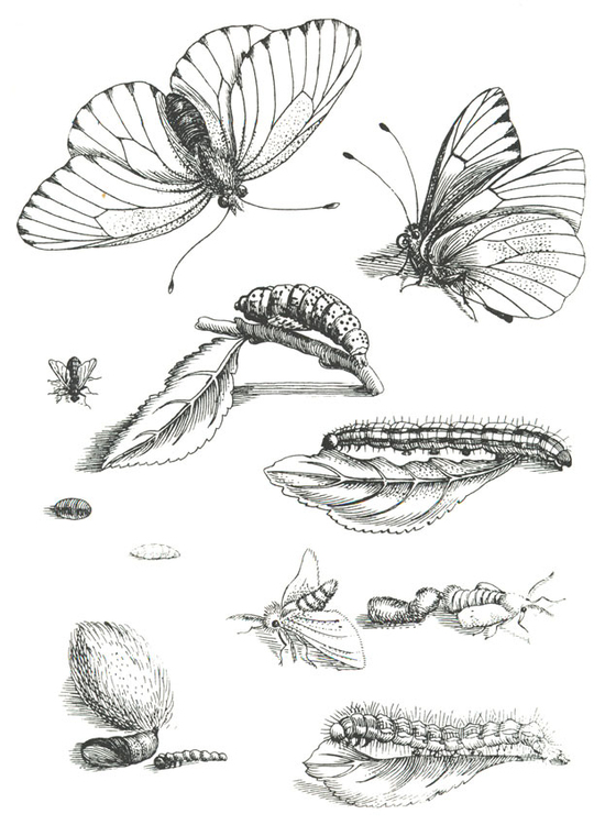 butterfly life cycle coloring pages