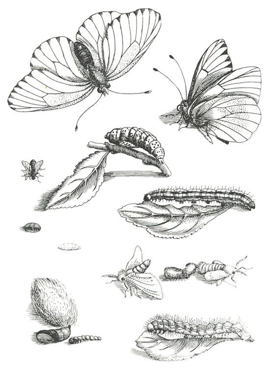 butterfly life cycle