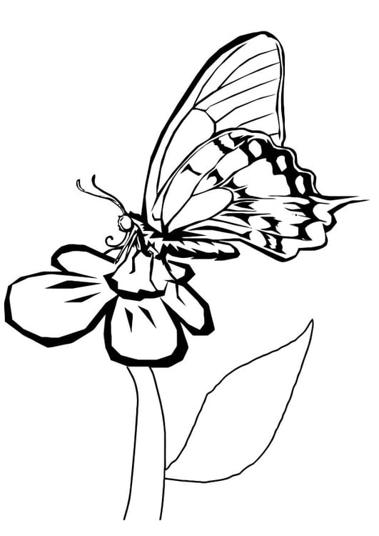 Coloring page butterfly on flower