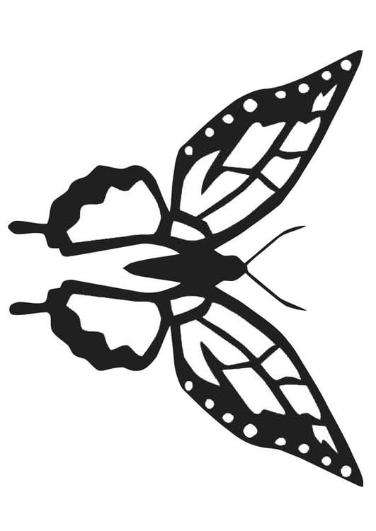 butterfly