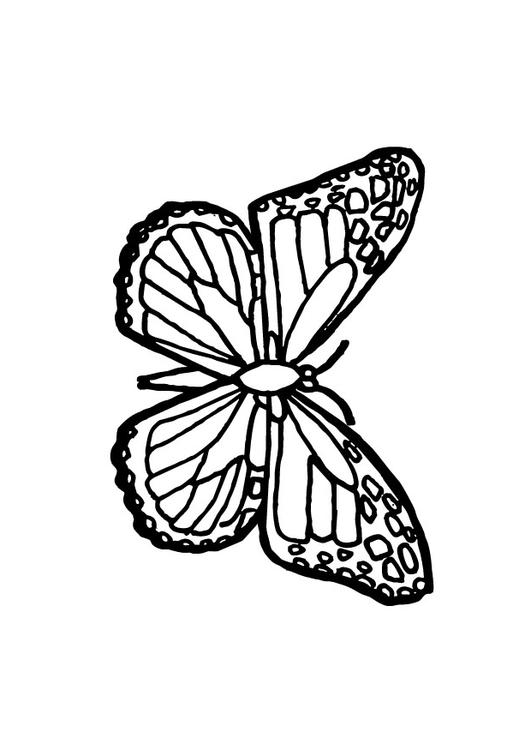 butterfly