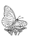 Coloring pages butterfly