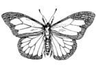 Coloring pages butterfly