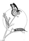 Coloring pages butterfly