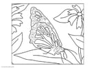 Coloring pages butterfly