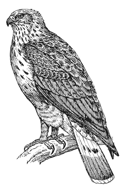 Coloring page buzzard