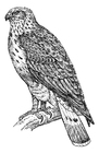 Coloring page buzzard