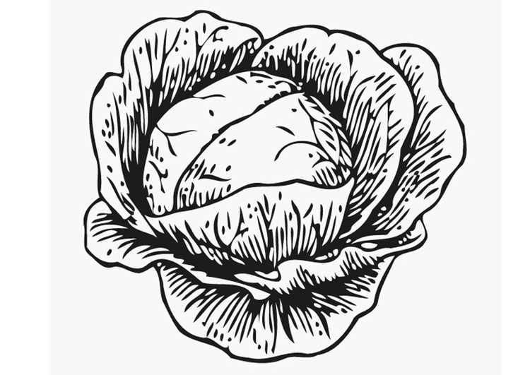 Coloring page cabbage