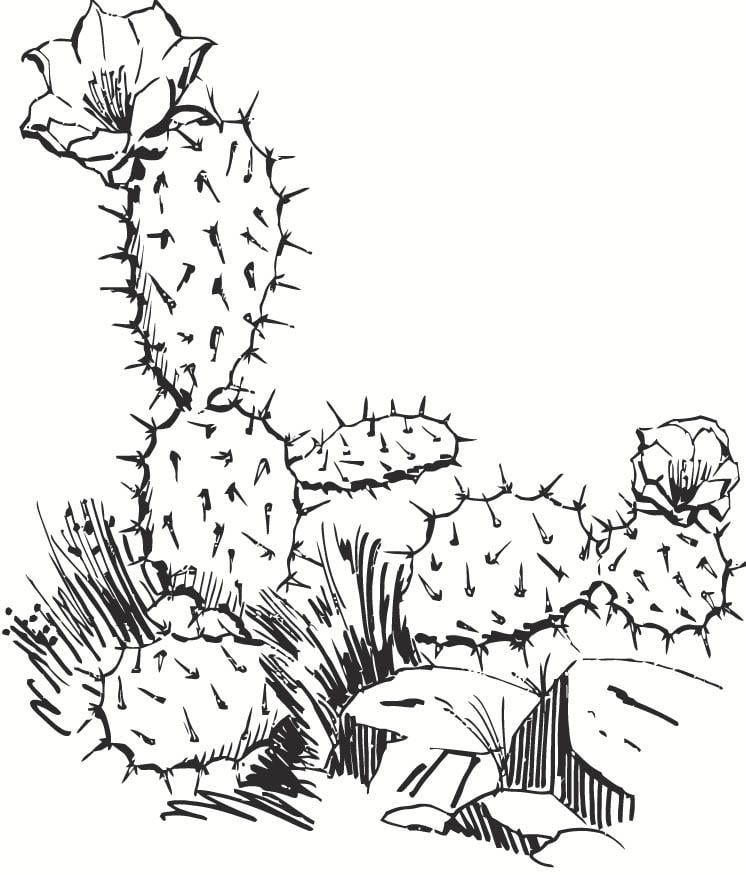 Coloring page Cactus