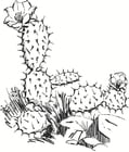 Coloring page Cactus