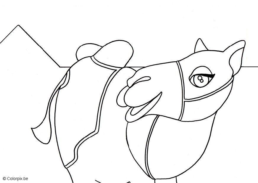 Coloring page camel