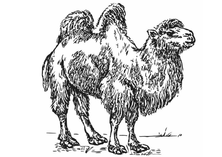 Coloring page camel