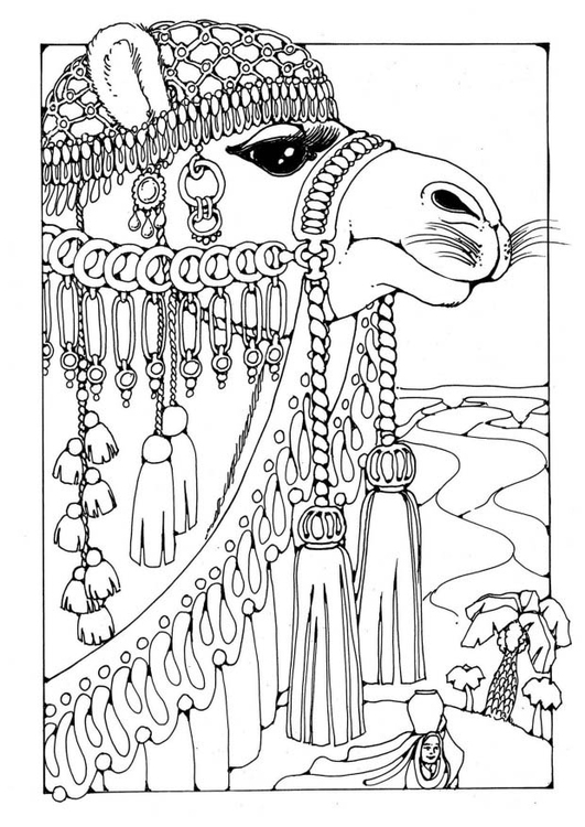 Coloring page Camel