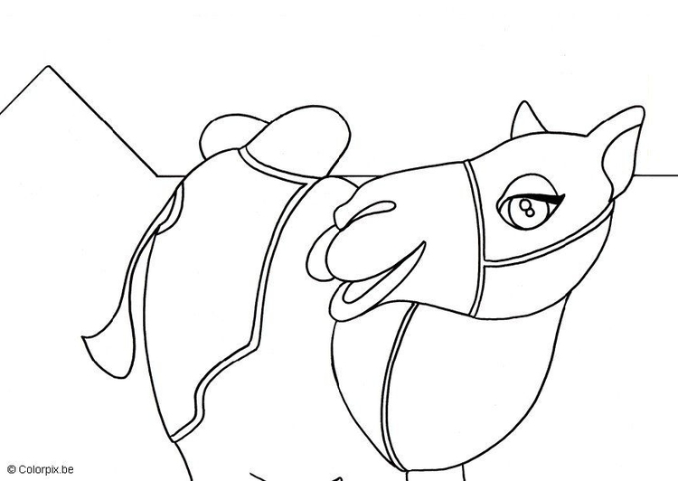 Coloring page camel