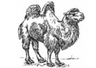 Coloring pages camel
