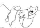Coloring pages camel
