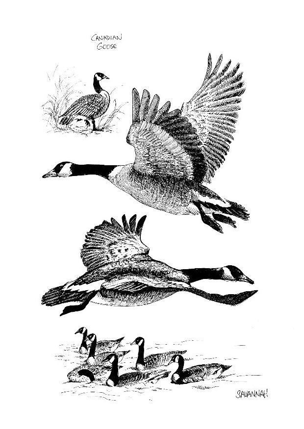 Coloring page canadian goose