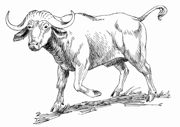 Coloring page cape buffalo