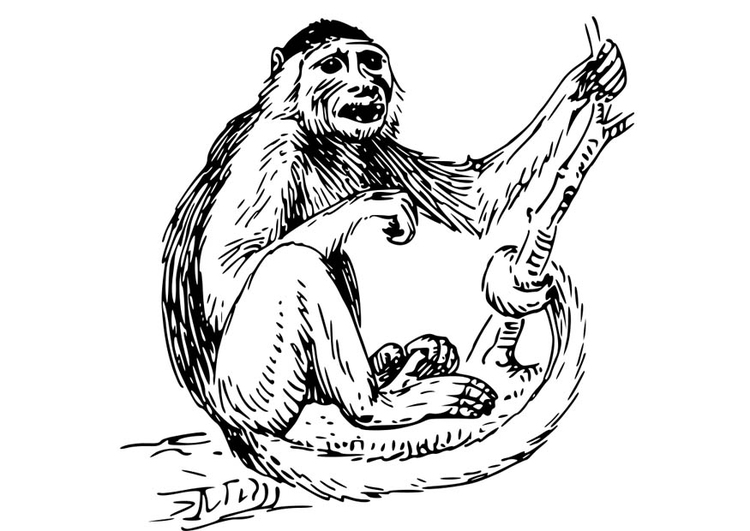 Coloring page Capuchin Monkey