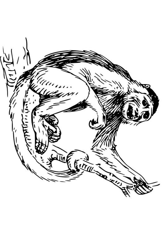 Capuchin Monkey