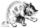 Coloring pages Cat