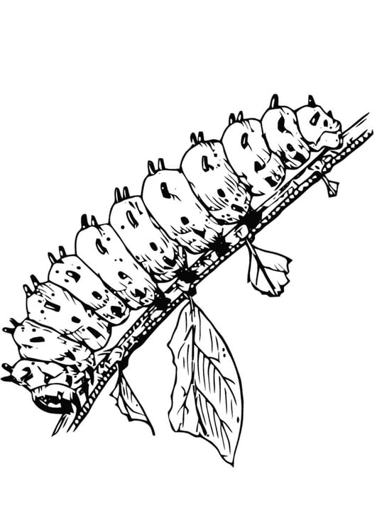 Coloring page caterpillar