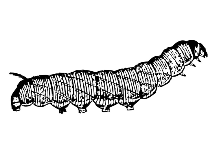 Coloring page caterpillar