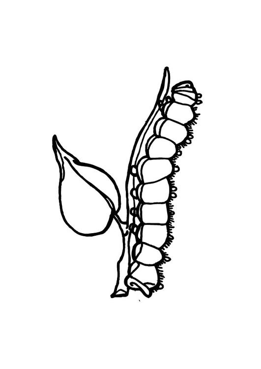 caterpillar