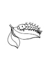 Coloring pages caterpillar