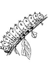 Coloring page caterpillar