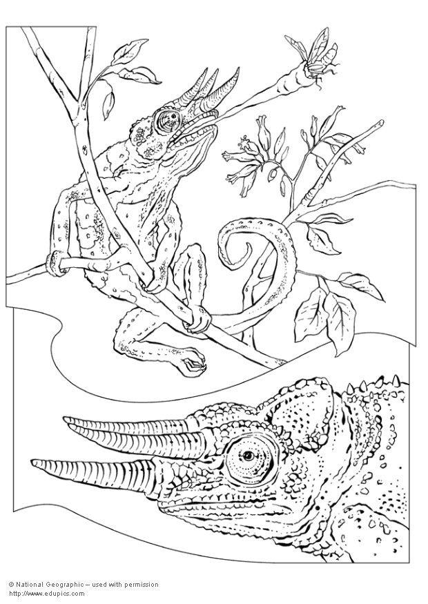 Coloring page chameleon