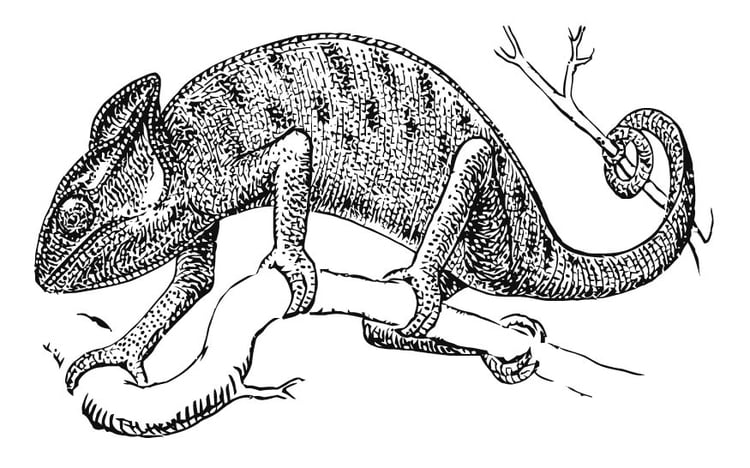 Coloring page chameleon