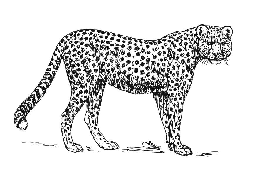 Coloring page cheetah