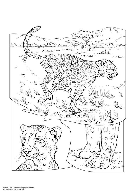 Coloring page cheetah