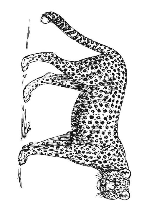 cheetah