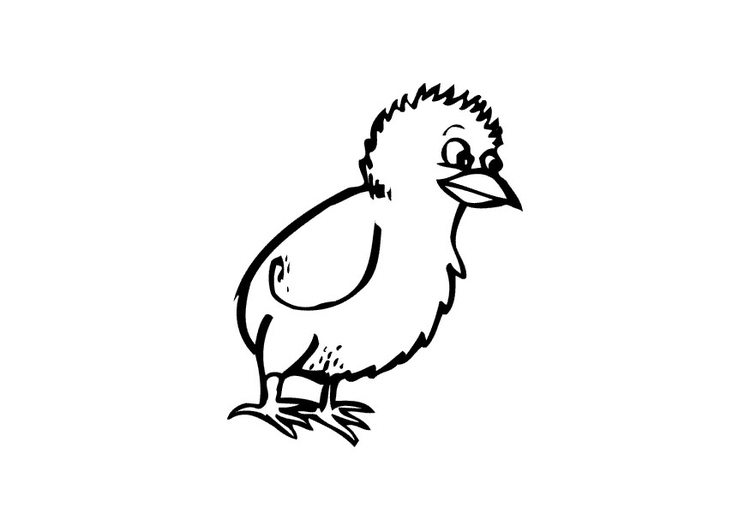 Coloring page chick