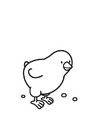Coloring pages Chick