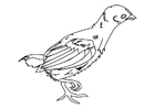 Coloring page chick