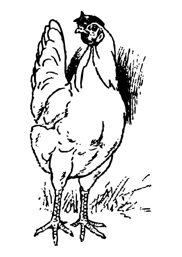 Coloring page chicken