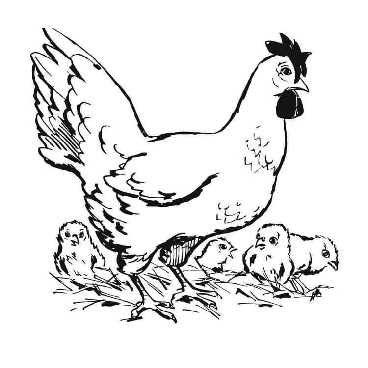 Coloring page chicken with chicks