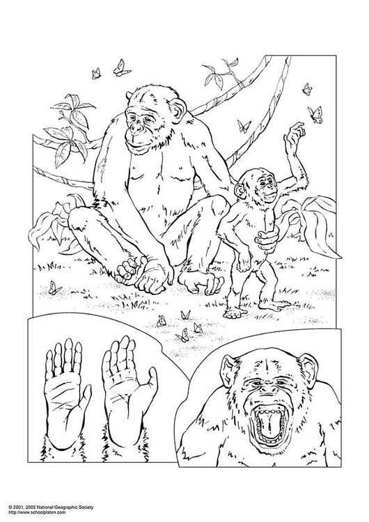 Coloring page chimpanzee