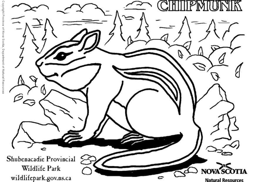 Coloring page chipmunk