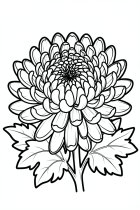 chrysanthemum