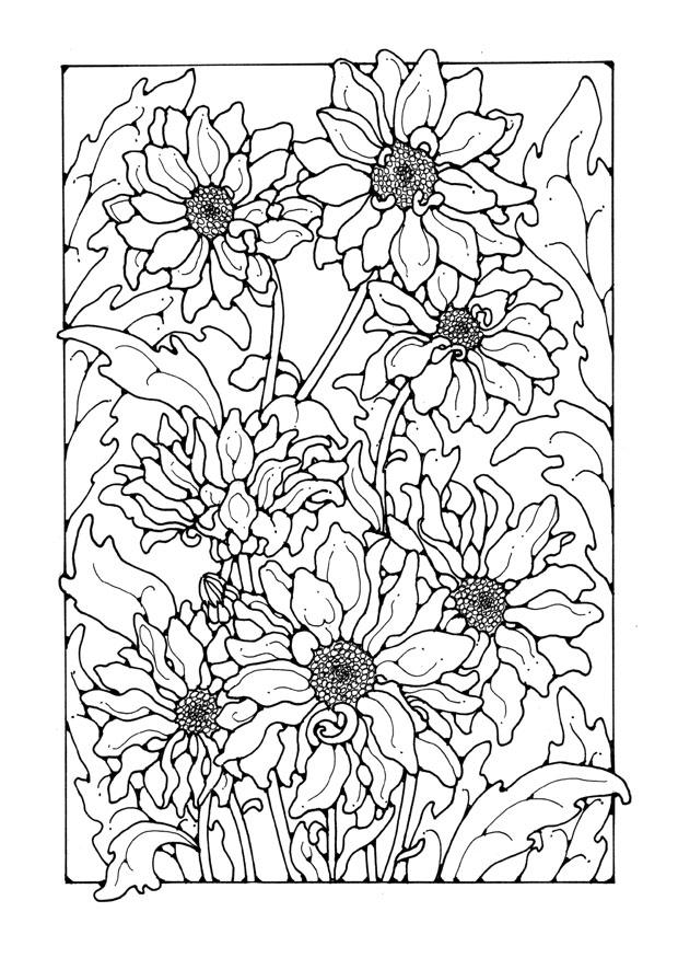 Coloring page chrysanths