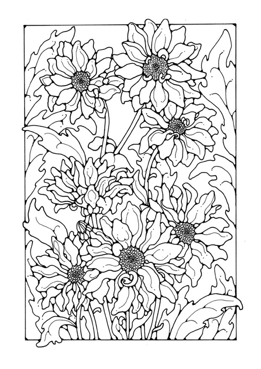 Coloring page chrysanths