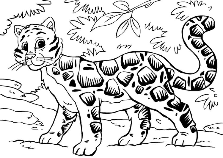Coloring page clouded leopard