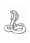 Coloring pages cobra