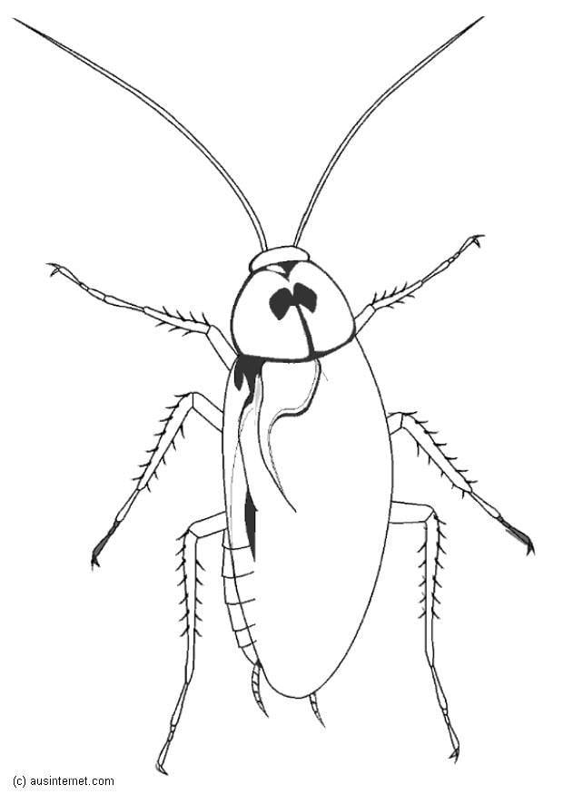 Coloring page cockroach