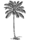 Coloring page coconut tree