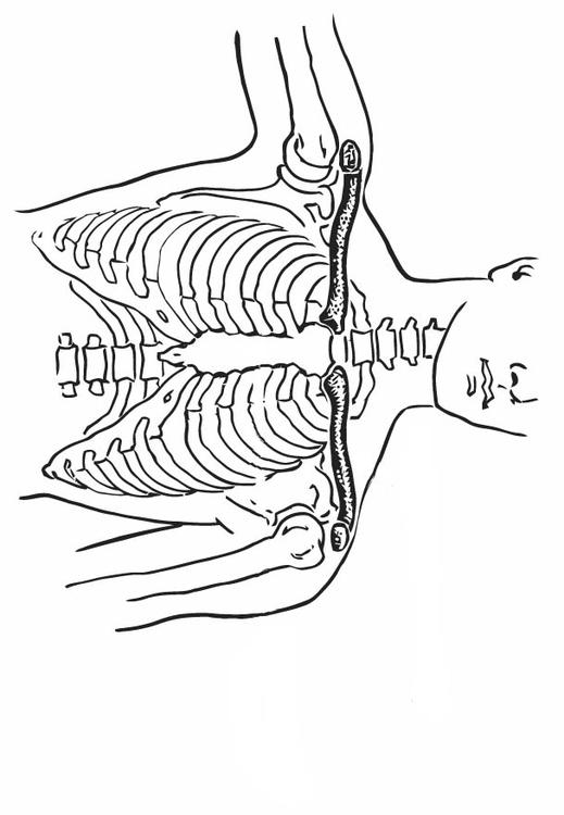 Collarbone and Breastbone